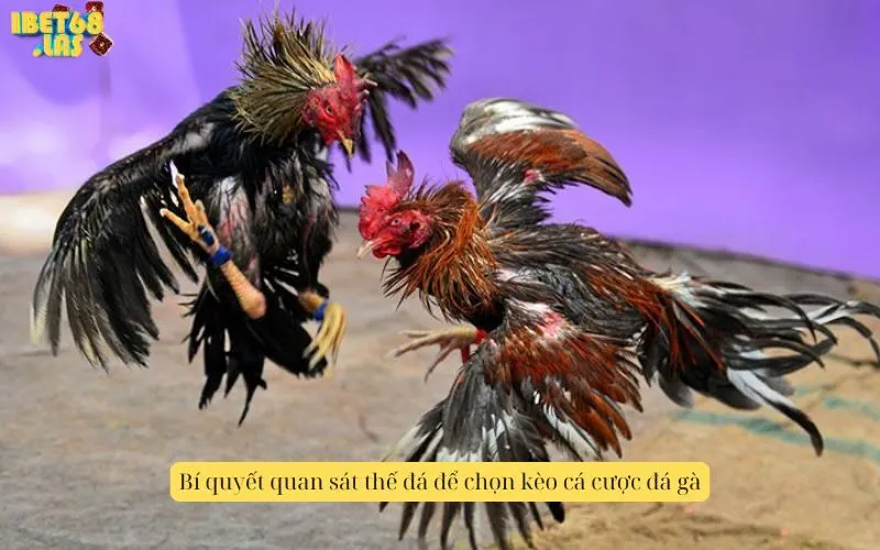 Bí quyết quan sát thế đá để chọn kèo cá cược đá gà