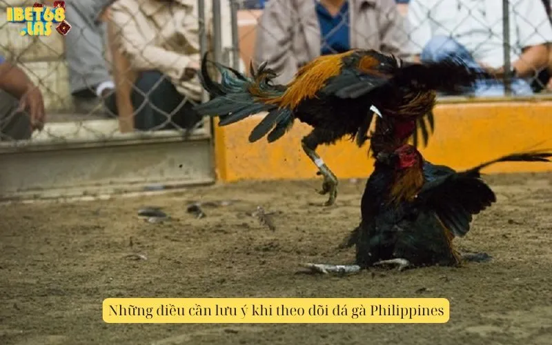 Những điều cần lưu ý khi theo dõi đá gà Philippines