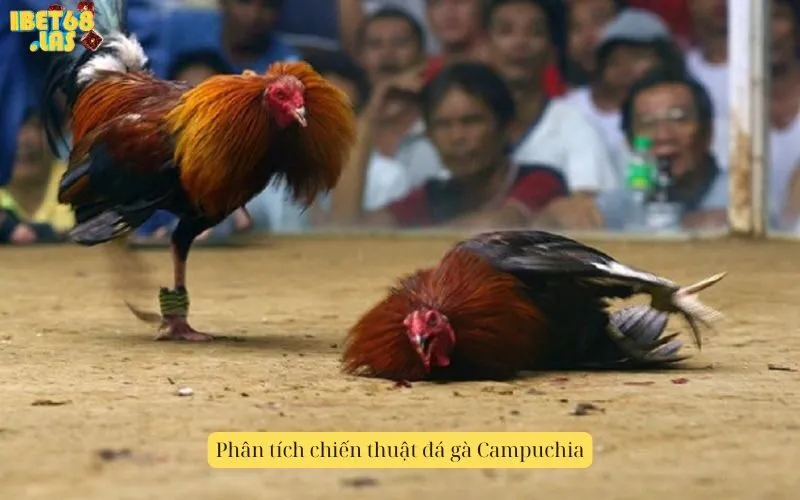 Phân tích chiến thuật đá gà Campuchia